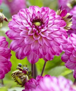 Dahlia – Romantica 21,95 kr. v/3 stk 19,95 kr. v/10 stk.