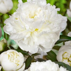 Pæon Duchesse De Nemours – Hvid Silkepæon 35,00 kr. v/3 stk 33,00 kr. v/10 stk