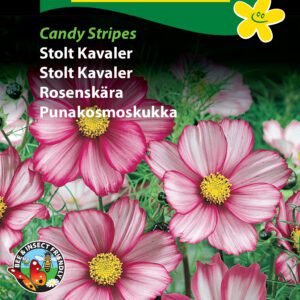 Stolt Kavaler “Candy Stripes” – Blomsterfrø