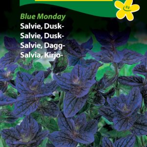 Dusk Salvie med de smukke blå blade. Meget velegnet til snitblomst. Dusk salvie er desuden velegnet til tørring og brug som evighedsbuket.