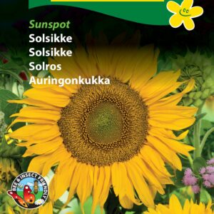 Solsikkefrø til Dværgsolsikke der er perfekt til krukke og friland. Smuk gul solsikke med lav højde. køb frø til haven på www.nemhjem.dk