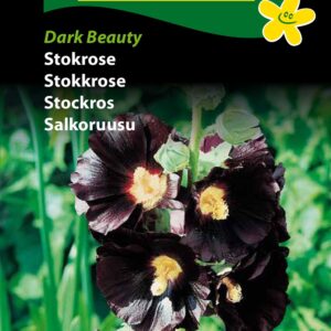 Stokrose Dark Beauty med helt mørkerøde og næsten sorte blomster. Smuk stor stokrose. Køb stokrose frø på www.nemhjem.dk Kvalitet til god pris