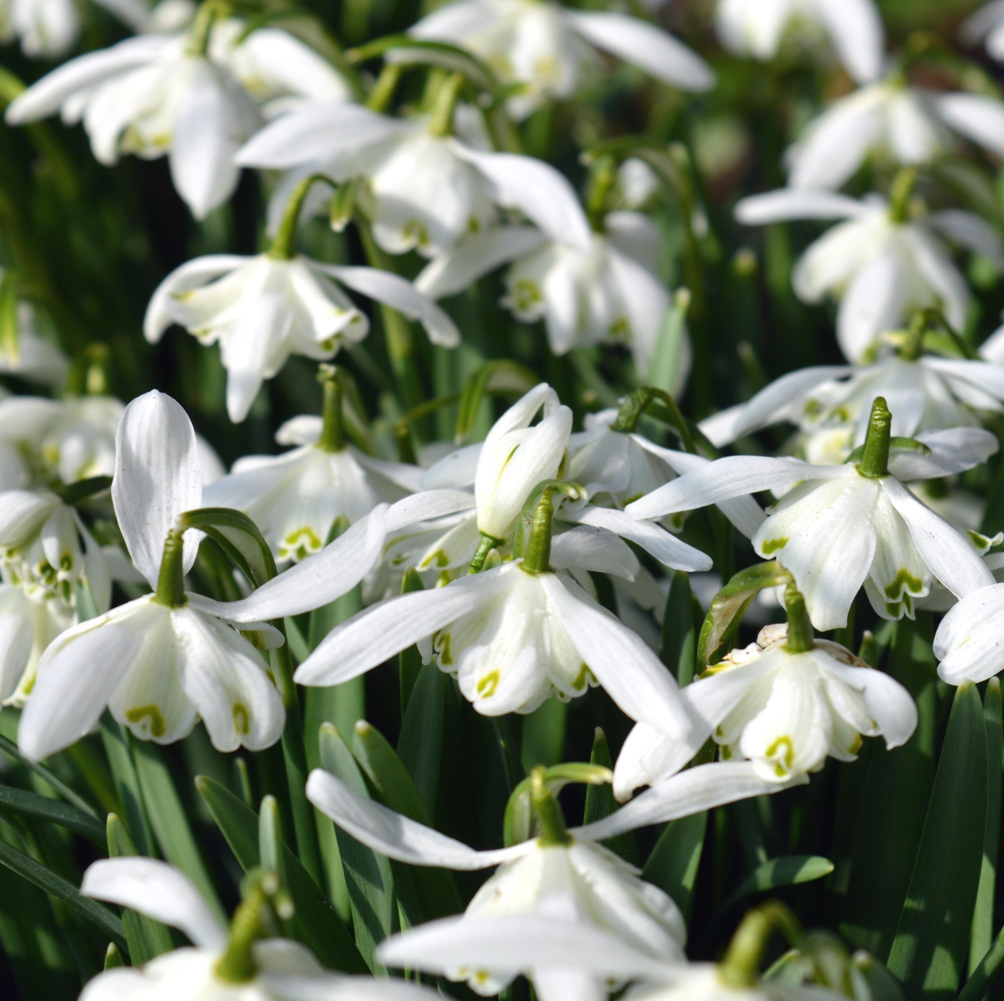 Dobbelte Vintergækker “Galanthus Nivalis Floro Pleno” 10 stk. 45,- kr. 100 stk. 399,- kr.