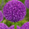 Allium / Prydløg “Ambassador” – Kæmpeprydløg. 30 kr/stk ved min 3 stk.