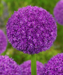 Allium / Prydløg “Ambassador” – Kæmpeprydløg. 30 kr/stk ved min 3 stk.