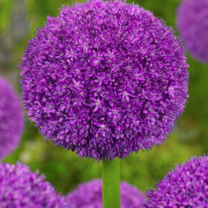 Prydløg Allium Ambassador. Smukke kæmpeprydløg med mørkeviolette kugelrunde blomster. Køb prydløg på NemHjem.dk i løs vægt til gode priser. Dansk e-mærket webshop.