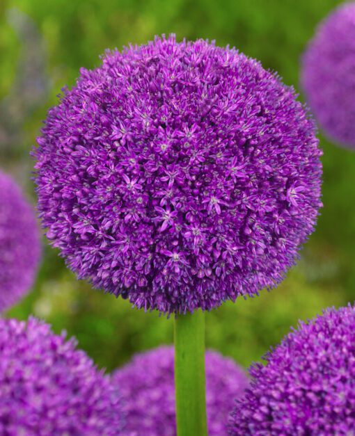 Allium / Prydløg “Ambassador” – Kæmpeprydløg. 30 kr/stk ved min 3 stk.