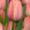 Mystic Van Eijk er en stærk og smuk rosa tulipan af Darwin Hybrid typen. Køb tulipanlæg med mængderabat på www.nemhjem.dk Dansk e-mærket webshop med gode priser og top kvalitet.