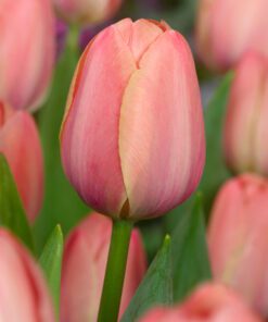 Rosa tulipan – Mystic Van Eijk tulipanløg 10 stk 30,- kr. 100 stk 279,- kr.