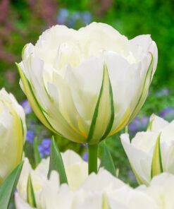 Hvid tulipan Exotic Emperor. Køb billige tulipanløg i løs vægt på www.nemhjem.dk En stærk fosteriana tulipan der kommer igen år efter år.