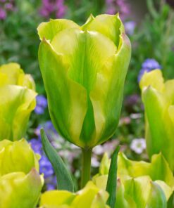 Smuk gul/grøn Viridiflora Tulipan Formosa. Typisk flot tofarvet Viridiflora tulipan, der gerne kommer igen år efter år. Køb tulipanløg på www.nemhjem.dk