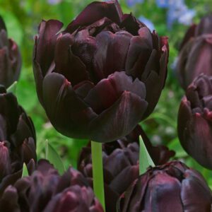 Black Hero Tulipanløg. Smukke næsten sorte pæonlignende tulipane. Køb billige tulipanløg på www.nemhjem.dk
