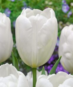 Tilbudspakke blomsterløg – “Vild med hvid 3” – skønne hvide blomster i mange varianter.