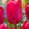 Pink/Rød tulipan – Lady Van Eijk tulipanløg 10 stk 30,- 100 stk. 279,- kr.