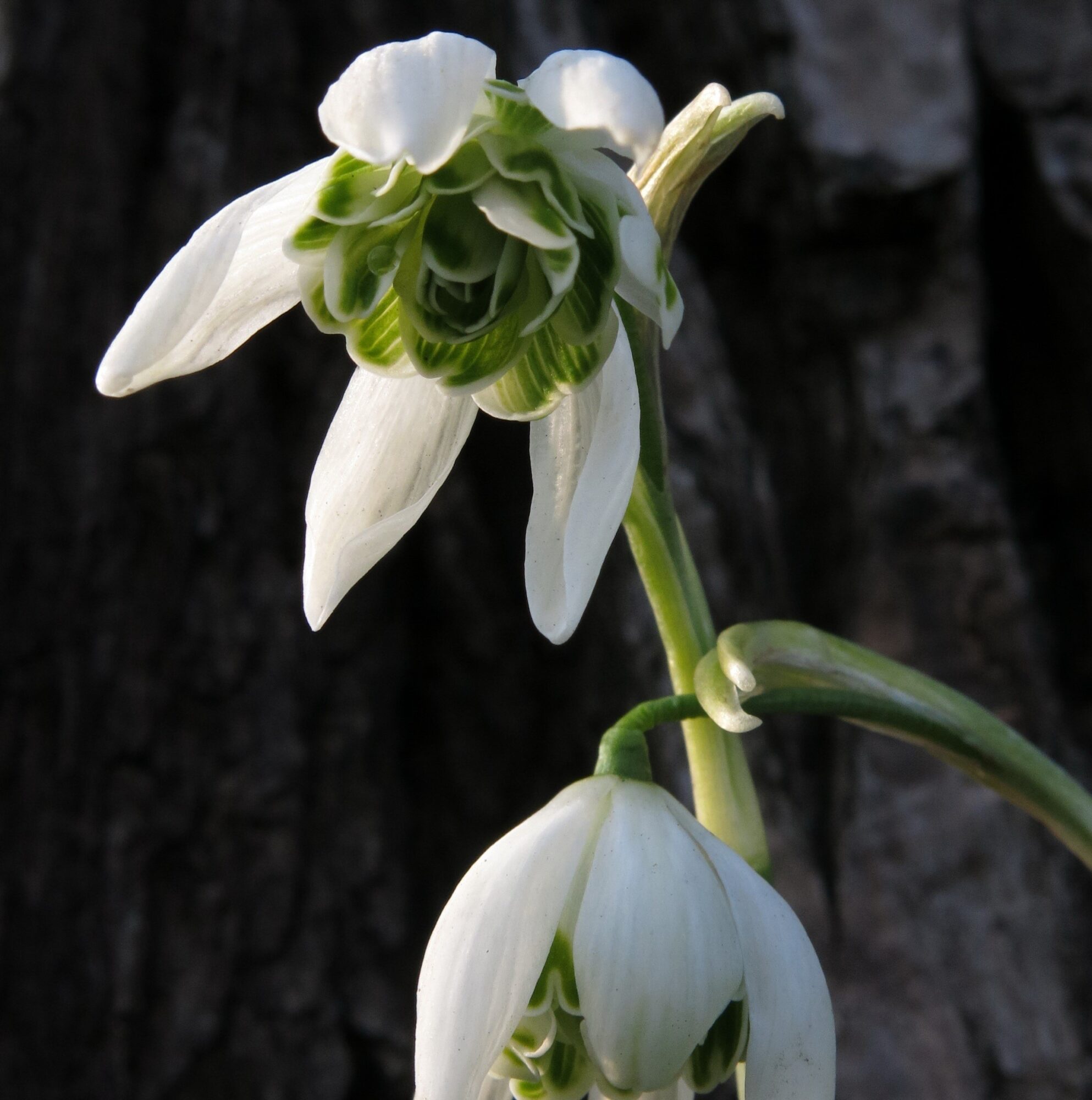 Dobbelte Vintergækker “Galanthus Nivalis Floro Pleno” 10 stk. 45,- kr. 100 stk. 399,- kr.