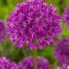 Allium Purple Sensation 3,50 kr/stk ved min 10 stk. 3,29 kr/stk v.100 stk.