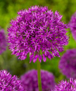 Allium Purple Sensation (OBS Løg Str. 10/12) 3,40 kr/stk ved min 10 stk. 2,95 kr/stk v.100 stk.