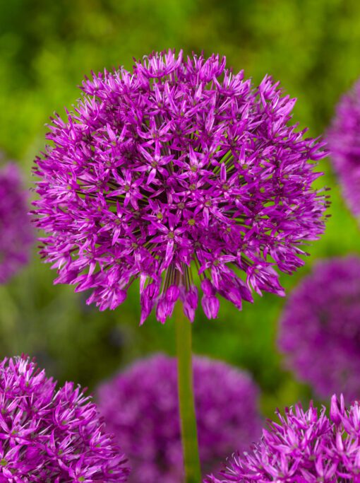 Allium Purple Sensation 3,50 kr/stk ved min 10 stk. 3,29 kr/stk v.100 stk.