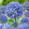 Allium Blå Prydløg “Caeruleum” UDSALG: 100 stk KUN 99 KR.