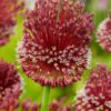 Allium Rød “Red Mohican” – Prydløg – 13,95 kr/stk ved min 3 stk. 11,95 kr/stk v.10 stk.