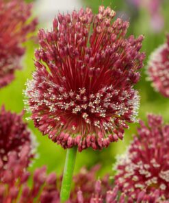 Allium Rød “Red Mohican” – Prydløg – 11,95 kr/stk ved min 3 stk. 9,95 kr/stk v.10 stk.