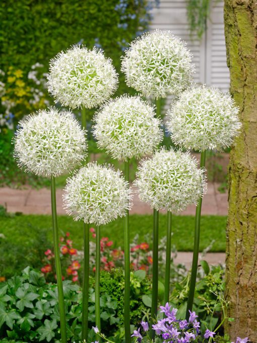Hvid Allium / Prydløg “Mount Everest” – Kæmpeprydløg. 25 kr/stk ved min 3 stk. – 20,- kr/stk ved min 10 stk.