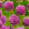 Allium “Trommestikker” – “Sphaerocephalon” 1,10 kr/stk ved min 10 stk. 1,00 kr/stk v.100 stk.