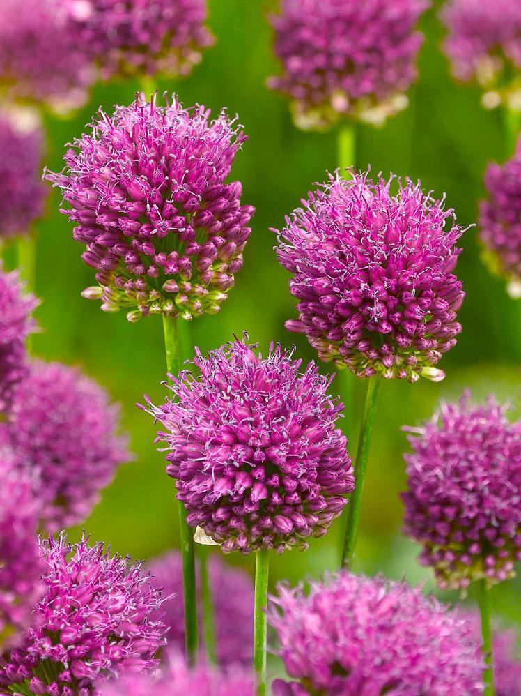 Allium “Trommestikker” – “Sphaerocephalon” UDSALG 100 stk. 80 KR.