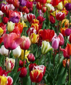 Tulipan Surprise mix til skærehaven – Tulipanløg – 10 stk. 30,- kr. 100 stk 279,- kr.