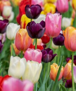 Tulipan Surprise mix til skærehaven – Tulipanløg – 10 stk. 30,- kr. 100 stk 279,- kr.