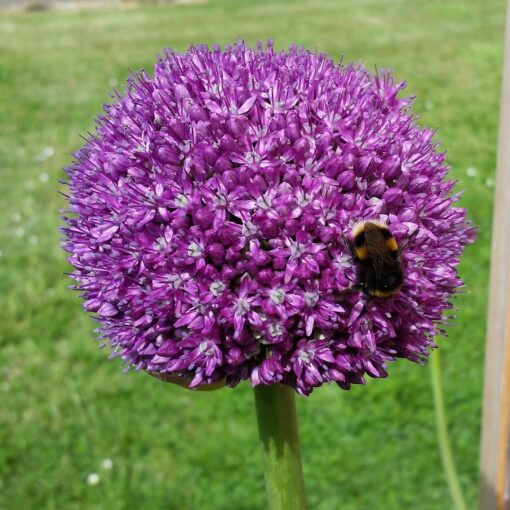 Allium / Prydløg “Globemaster” – Kæmpeprydløg. 33 kr/stk ved min 3 stk.