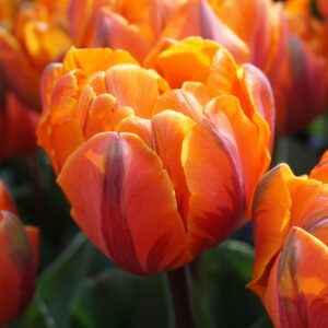 Orange dobbelttulipan Princess tulipanløg til bedste priser på www.nemhjem.dk Dansk webshop med blomsterløg i top kvalitet til lave priser