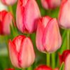 Rød/pink tulipan – Van Eijk tulipanløg 10 stk 30,-
