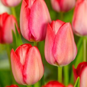 Tulipan Van Eijk er en rigtig stærk Darwin Hybrid der kommer igen år efter år- Smuk rød pink tulipan. Køb billige tulipanløg med stor mængderabat på NemHjem