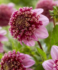 Anemone-blomstrende Dahlia “Fenna Baaij” – 21,95 kr. v/3 stk 19,95 kr. v/10 stk.