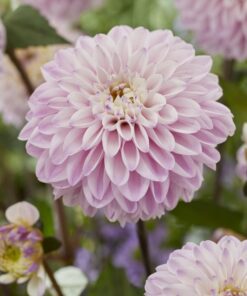 Dahlia Sart/støvet lilla “Espacio” – 21,95 kr. v/3 stk 19,95 kr. v/10 stk