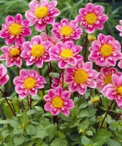 Dahlia – Hartenaas – Collerette Dahlia – 21,95 kr. v/3 stk 19,95 kr. v/10 stk