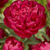 Pæon Rød Sarah Bernhardt – Silkepæon 55,95 kr. v/3 stk 52,95 kr. v/10 stk