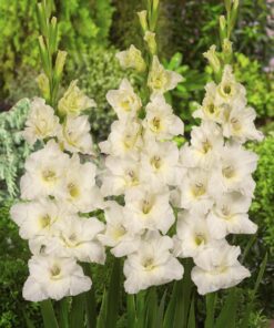 Elfenbensfarvet Gladiolus – Ivory Priscilla 2,50 kr. v/25 stk 1,99 kr. v/100 stk