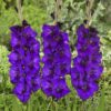 Lilla Gladiolus – Purple Flora 2,50 kr. v/25 stk 1,99 kr. v/100 stk