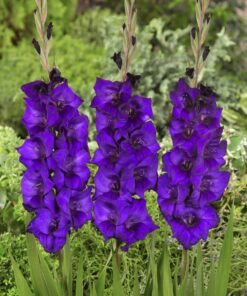 Lilla Gladiolus – Purple Flora 2,50 kr. v/25 stk 1,99 kr. v/100 stk