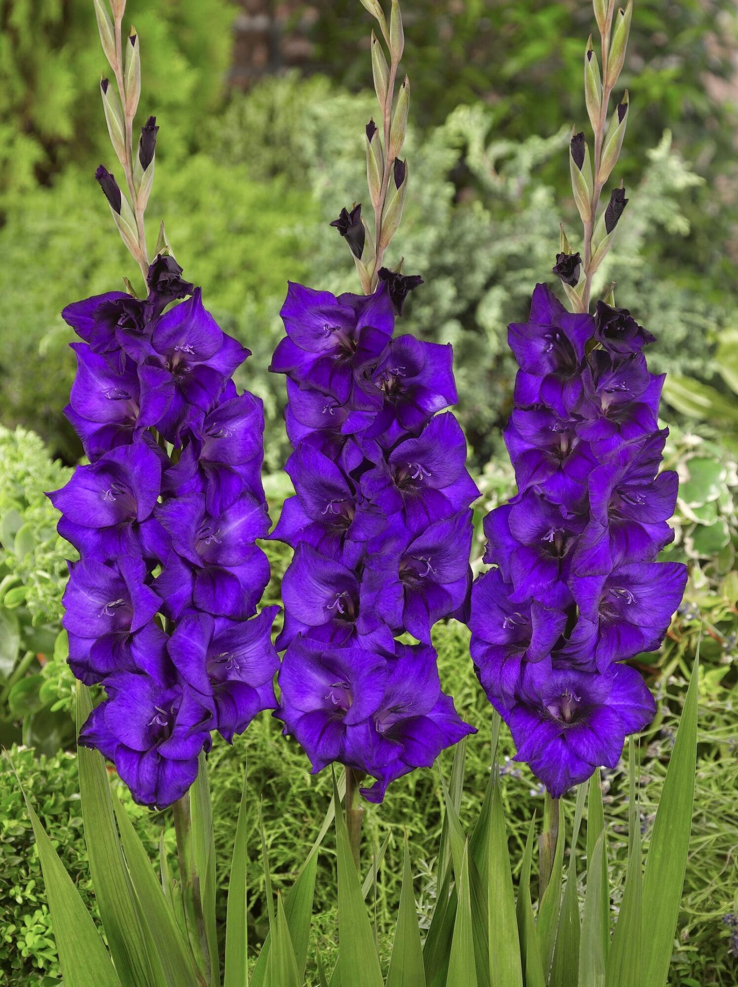 Lilla Gladiolus - Purple Flora 2,75 kr. v/25 stk 2,25 kr. v/100 stk - Prisgaranti på Blomsterløg