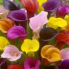 Calla Mix “Zantedeschia” – Calla knolde str. 16/18: 17,95 kr. v/3 stk 15,95 kr. v/10 stk