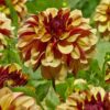 Dahlia – Creme De Cognac – 21,95 kr. v/3 stk 19,95 kr. v/10 stk