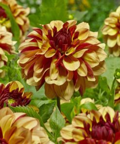 Dahlia – Creme De Cognac – 21,95 kr. v/3 stk 19,95 kr. v/10 stk