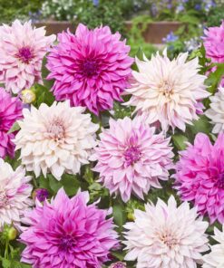 Dahlia “Cafe Au Lait MIX” –  21,95 kr. v/3 stk 19,95 kr. v/10 stk