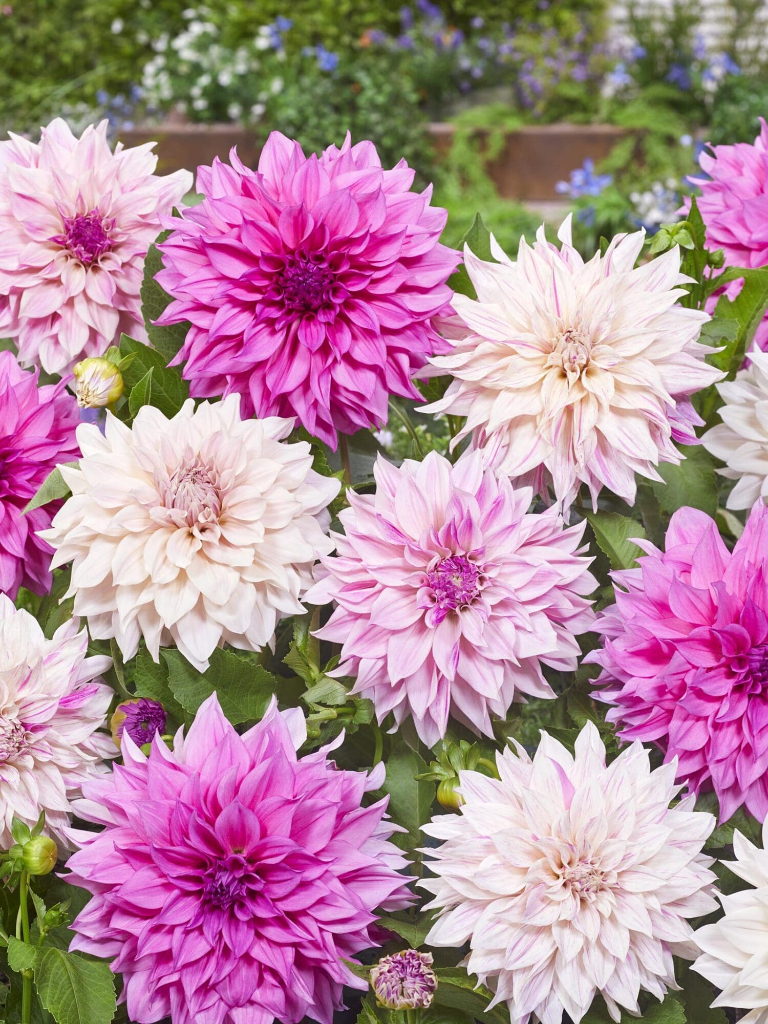 Dahlia "Cafe Au Lait MIX" - 24,95 kr. v/3 stk 22,95 kr. v/10 stk - Prisgaranti på Blomsterløg