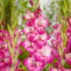 Gladiolus Hugo – Nuancer af pink 2,50 kr. v/25 stk 1,99 kr. v/100 stk