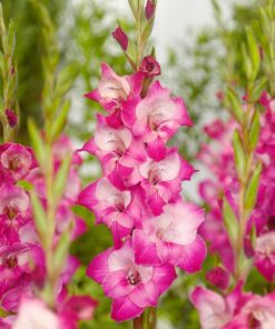 Gladiolus Hugo – Nuancer af pink 2,50 kr. v/25 stk 1,99 kr. v/100 stk