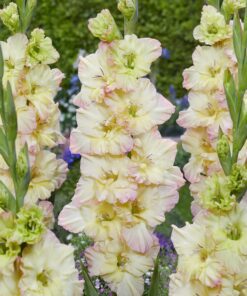 Gladiolus Hvid-limegrønne blomster med skær af pink – Alicia 2,50 kr. v/25 stk 1,99 kr. v/100 stk